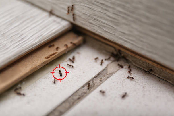 Best Emergency Pest Control  in Trent Woods, NC