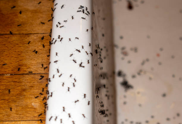 Best Commercial Pest Control Services  in Trent Woods, NC