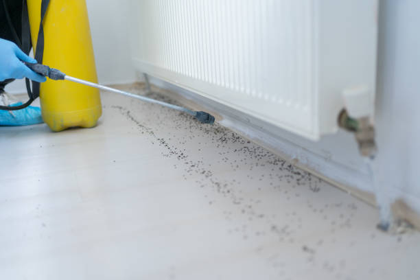 Trusted Trent Woods, NC Pest Control Experts