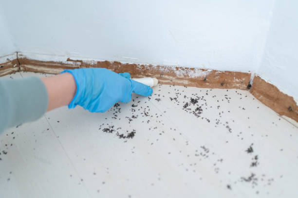 Best Termite Control Services  in Trent Woods, NC