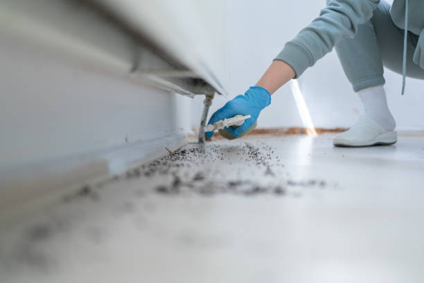 Best Wasp Removal Services  in Trent Woods, NC